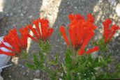 fotografie Oală Flori Plantă Iasomie, Trumpetilla Cărămizie arbust, Bouvardia roșu