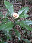 фотографија Затворене Цветови Еупоматиа грмови, Eupomatia бео