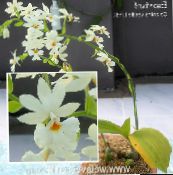 foto Podu Ziedi Calanthe zālaugu augs balts