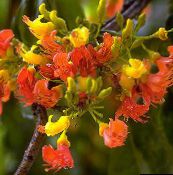 foto Podu Ziedi Castanospermum koks oranžs