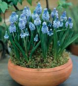 luz azul Grape Hyacinth Planta Herbácea