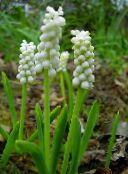fotografie Kvetinové Kvety Modrica trávovitý, Muscari biely