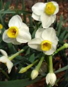 branco Daffodils, Daffy Down Dilly Planta Herbácea