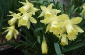 foto Pot Bloemen Narcissen, Daffy Benedendilly kruidachtige plant, Narcissus geel