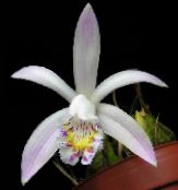fotografie Oală Flori Crocus Indian planta erbacee, Pleione alb