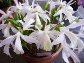 fénykép Pot Virágok Indiai Sáfrány lágyszárú növény, Pleione fehér