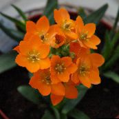 photo Pot Flowers Drooping Star of Bethlehem herbaceous plant, Ornithogalum orange