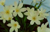 foto Krukblommor Sparaxis örtväxter vit