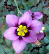 foto Pote flores Sparaxis planta herbácea lilás