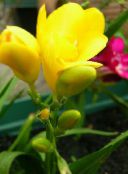 foto Pot Blomster Sparaxis urteagtige plante gul