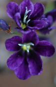фото Комнатные цветы Спараксис травянистые, Sparaxis фиолетовый