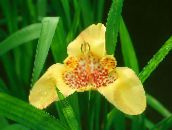 gul Tigridia, Meksikansk Shell-Blomst Urteaktig Plante