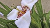 nuotrauka Kambarines gėles Tigridia, Meksikos Lukštais Gėlių žolinis augalas baltas