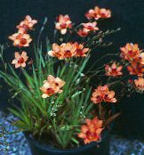 снимка Интериорни цветове Tritonia тревисто оранжев