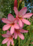 fotoğraf Saksı çiçekleri Tritonia otsu bir bitkidir pembe