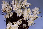 fotografie Kvetinové Kvety Tritonia trávovitý biely