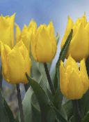 foto Topfblumen Tulpe grasig, Tulipa gelb