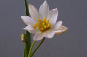 снимка Интериорни цветове Лале тревисто, Tulipa бял