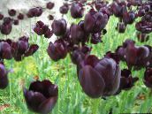 claret Tulip Herbaceous Plant