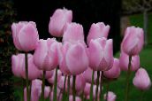 rosa Tulip Örtväxter