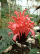 červená Brazílski Chochol, Plameniak Kvetina Kríki