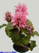 фото Кімнатні квіти Якобінія (Юстиція) чагарник, Jacobinia рожевий