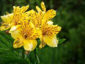 foto Pot Bloemen Peruviaanse Lelie kruidachtige plant, Alstroemeria geel