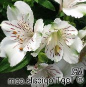 foto Pot Bloemen Peruviaanse Lelie kruidachtige plant, Alstroemeria wit