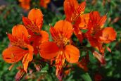 fotoğraf Saksı çiçekleri Perulu Zambak otsu bir bitkidir, Alstroemeria turuncu