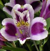 foto Pote flores Peruvian Lily planta herbácea, Alstroemeria lilás