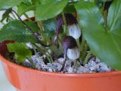 foto Pot Bloemen Muis Staart Planten, Arisarum proboscideum claret
