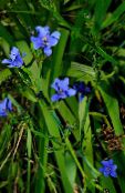 fénykép Pot Virágok Kék Kukorica Liliom lágyszárú növény, Aristea ecklonii világoskék