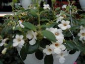 photo des fleurs en pot Campanule Amérique Centrale les plantes ampels, Codonanthe blanc