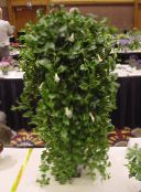 foto Pot Bloemen Midden-Amerikaanse Bellflower opknoping planten, Codonanthe wit
