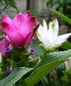 roze Curcuma Kruidachtige Plant