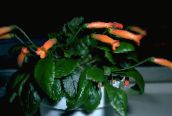 foto Podu Ziedi Gesneria zālaugu augs oranžs
