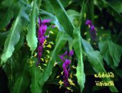 photo des fleurs en pot Dame De La Danse herbeux, Globba lilas