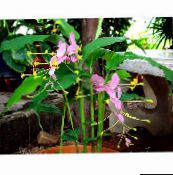 photo des fleurs en pot Dame De La Danse herbeux, Globba rose