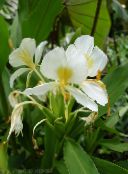 wit Hedychium, Vlinder Gember Kruidachtige Plant