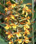 fotoğraf Saksı çiçekleri Hedychium, Kelebek Zencefil otsu bir bitkidir turuncu