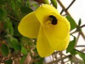 fotografie Kvetinové Kvety Orchidea Strom drevá, Bauhinia žltá