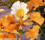 foto Pote flores Royal Poinciana, Flamboyant Tree árvore, Delonix regia laranja