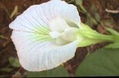 foto Pote flores Butterfly Pea cipó, Clitoria ternatea branco
