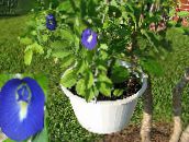 photo Pot Flowers Butterfly Pea liana, Clitoria ternatea dark blue