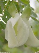 фото Кімнатні квіти Сесбанія чагарник, Sesbania білий