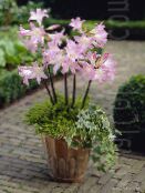 fénykép Pot Virágok Belladonna Liliom, Március Liliom, Meztelen Hölgy lágyszárú növény, Amaryllis fehér