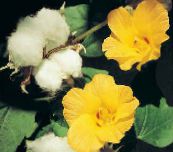foto Podu Ziedi Gossypium, Kokvilnas Augs krūms dzeltens