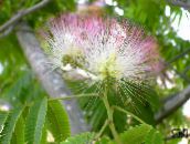 foto Krukblommor Silke Träd, Albizia julibrissin rosa