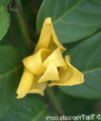 photo Pot Flowers Mitrephora, Mitrephora vandaeflora yellow