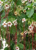 foto Flores de salón Strophanthus liana blanco